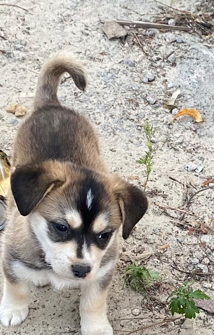 Цуценята Київ - зображення 2