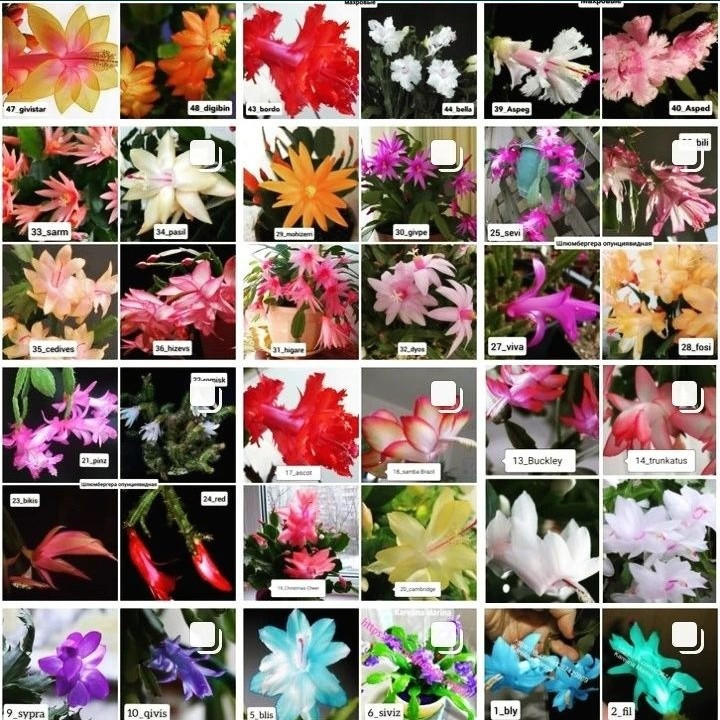 Шлюмбергеры рипсалидопсисы рождественики Кривий Ріг - зображення 6