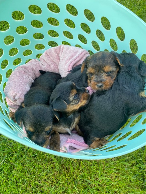 Цуценята - йорки Городок - зображення 6