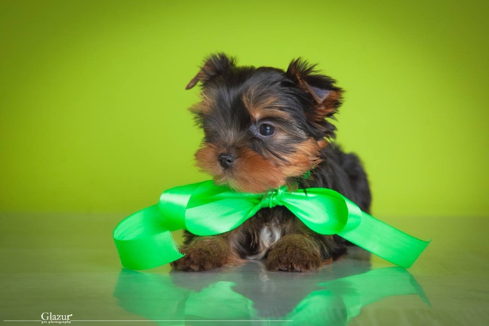 Найкрасивіша дівчинка йоркширського тер'єра Київ - зображення 1