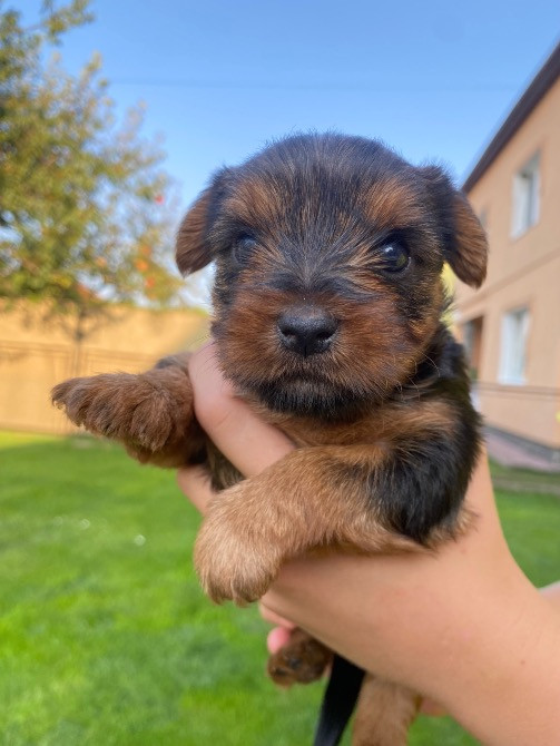 Цуценята - йорки Городок - зображення 2