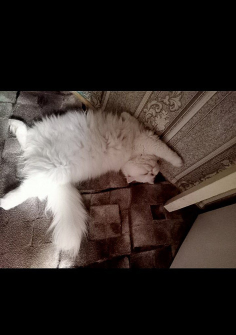 Продається Персидська кішка білого кольору Киев - изображение 3