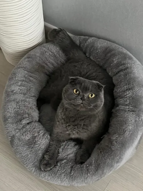 Перетримка для котиків. Котоготель Київ - зображення 8