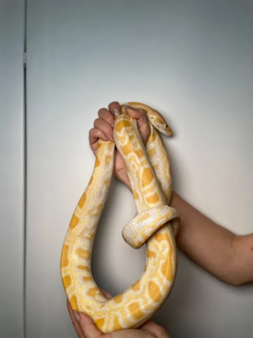 Тигровий пітон альбінос, неймовірна змія пітон підліток Київ - зображення 1
