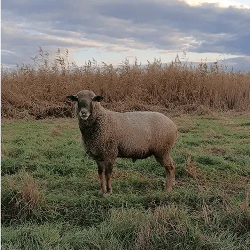 Продам барана Харьков - изображение 1