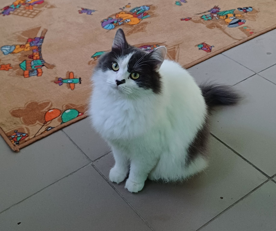 Отель для котов - зооготель, перетримка котів у Києві, котячий рай Киев - изображение 5