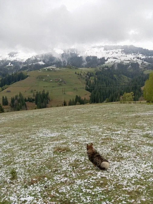 Продаж ділянки 94 сотки у Верховині, краєвид, комунікації Ивано-Франковск - изображение 2