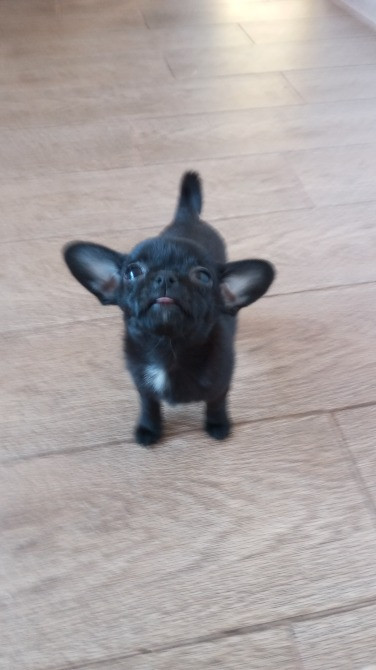 Продажа щенков породы чихуахуа, два мальчика и девочка Подільськ - зображення 4