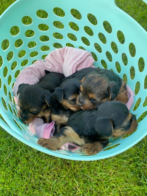 Цуценята - йорки Городок - зображення 3