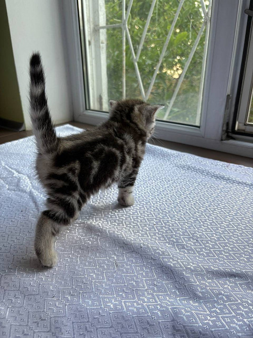 Щотландські мармурові нв сріблі прямовухі кошенята Scottish straight Київ - зображення 6