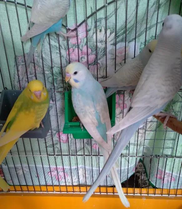 Волнистые попугаи. Птенчики. Розница и Опт Харків - зображення 8