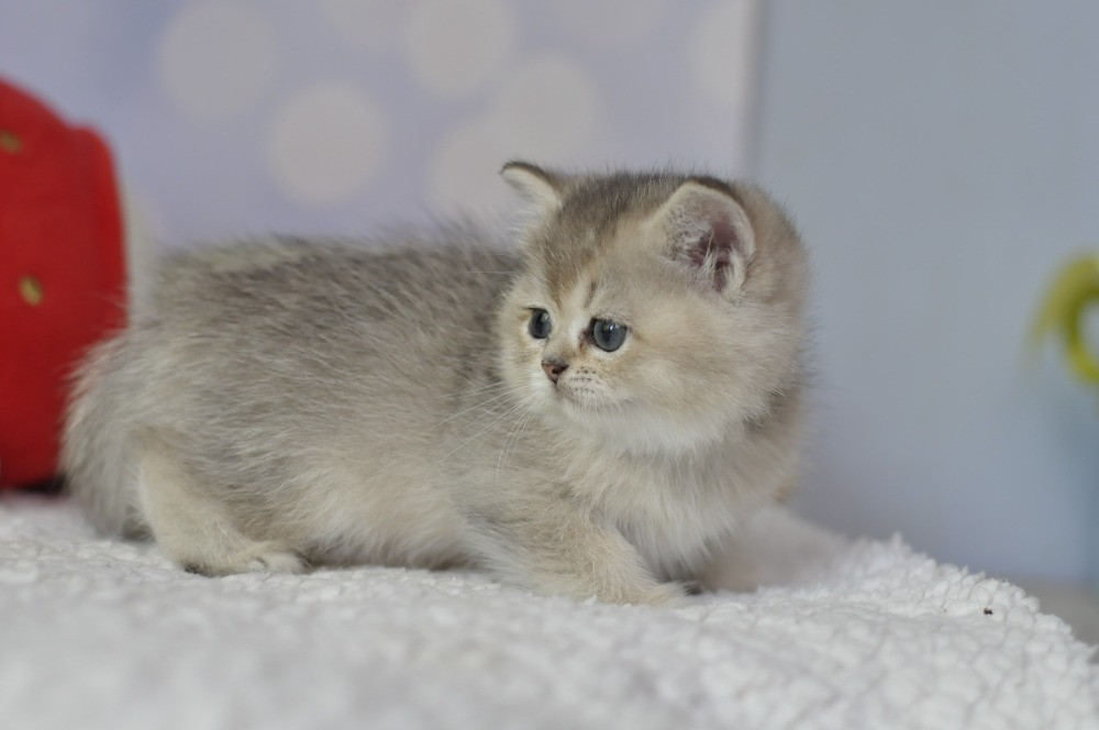 Британські кошенята шиншилята Одеса - зображення 4