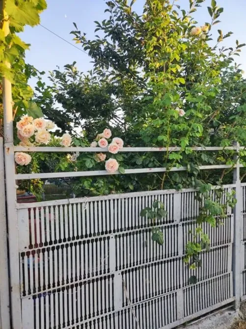 Дом дача очень классная Овідіополь - зображення 2