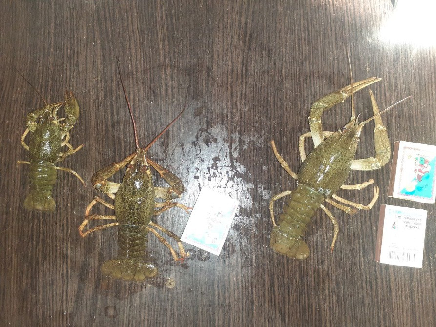 Продам раков Харків - зображення 2