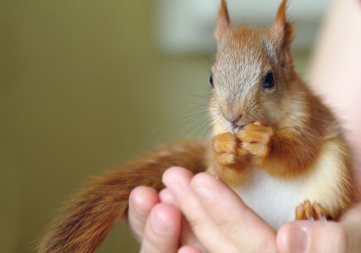 Белка купить Ивано-Франковск , Черновцы Івано-Франківськ - зображення 2
