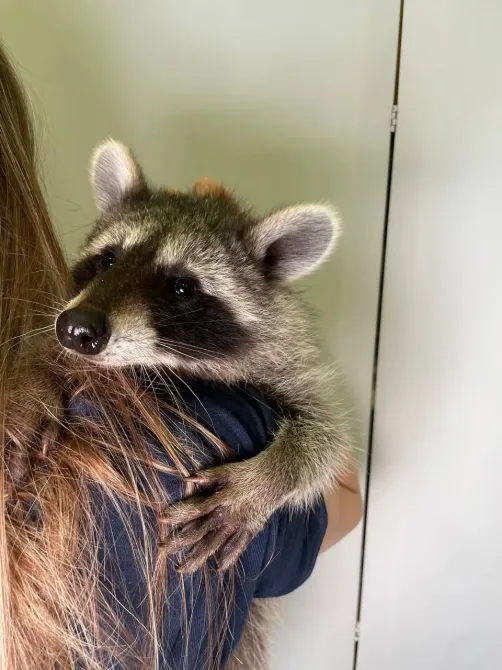 Єнот-полоскун, єнотик ручний, домашній єнот Київ - зображення 1