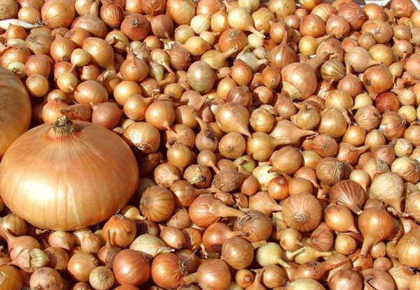 Продам севок (тиканку) на посадку лука. Сорт штутгарт. Отправляю новой Одеса - зображення 2