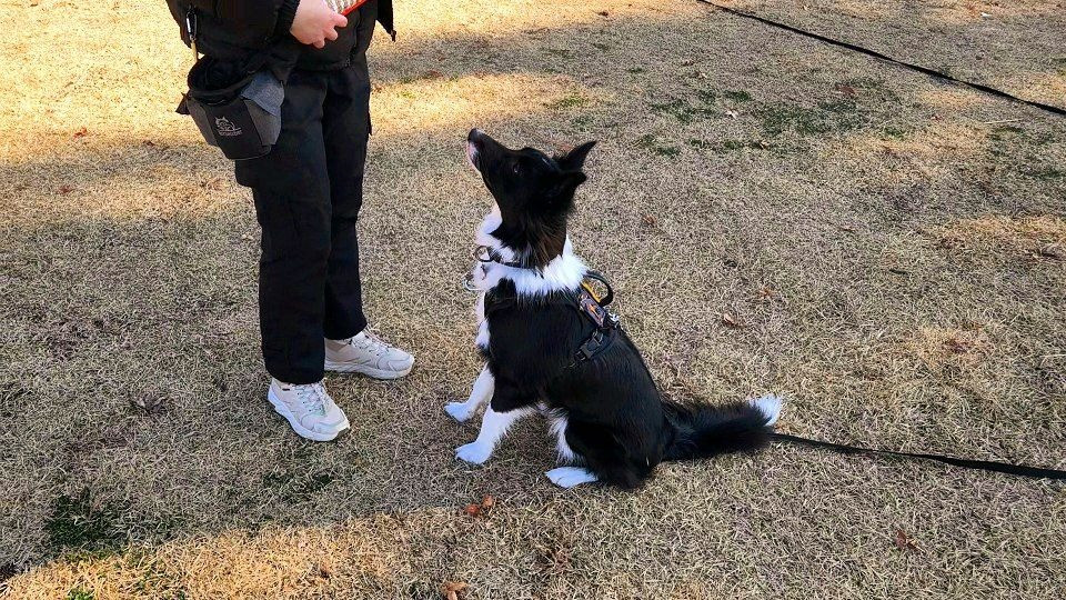 Дресирування собак Київ - зображення 3