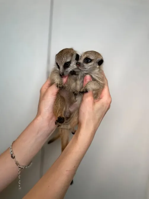 Сурикат домашній ручний, маленькі сурикатики Київ - зображення 1