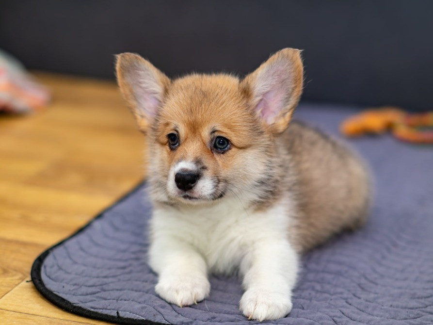 Щенки Вельш Корги Пемброк Київ - зображення 4