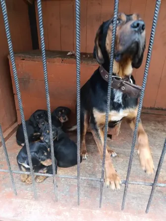 Продаються цуценята Карпатський гончий Львів
