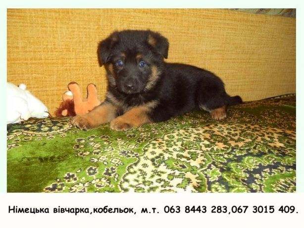 Породний, крупний кобельок Німецької Вівчарки від робочих батьків Львів - зображення 1