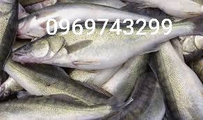 Зарибок щуки, коропа, товстолоба, карася, судака, білий амура, сома Біла Церква - зображення 1