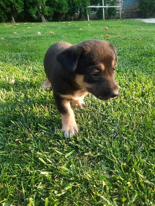 Віддам цуценят в добрі руки Харків - зображення 5