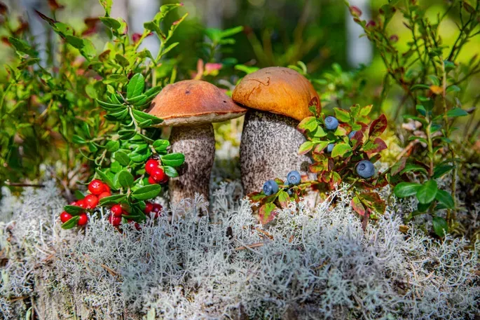 Едем в лес по грибы Кривий Ріг - зображення 1