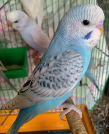 Волнистые попугаи. Птенчики. Розница и Опт Харків