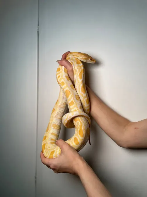 Тигровий пітон альбінос, неймовірна змія пітон підліток Київ - зображення 4