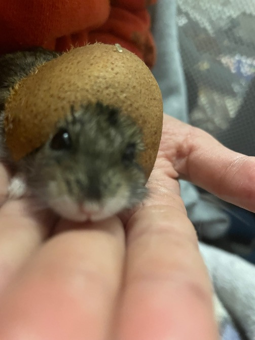 Джунгарска хомʼячиха Чернігів - зображення 1