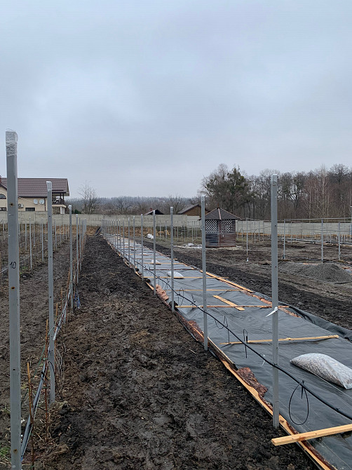 Обрізка винограду Киев - изображение 7