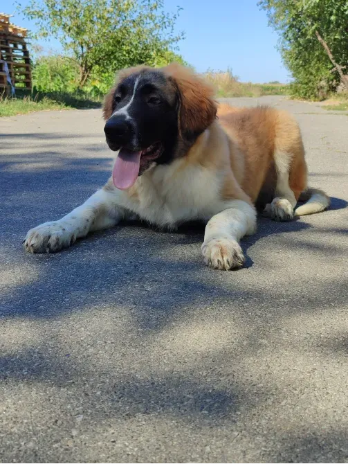 Московська сторожова Буча - зображення 6