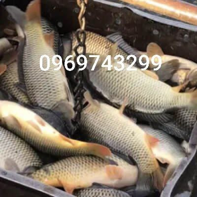 Зарибок коропа, карася, товстолоба, білого амура, судака, окуня, щуки Біла Церква - зображення 6