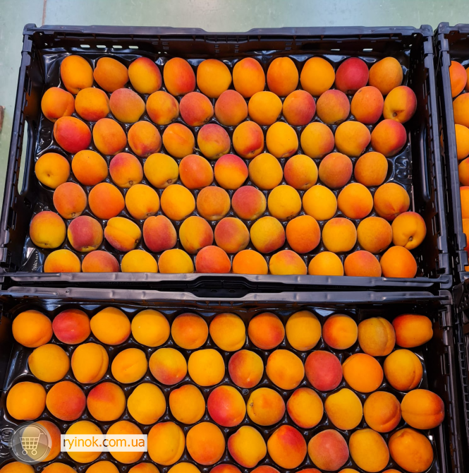 Продаємо абрикос Київ - зображення 7