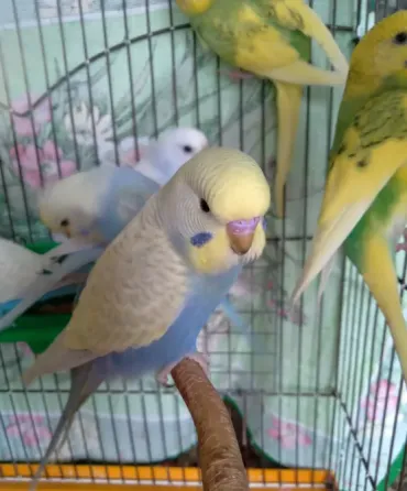 Волнистые попугаи. Птенчики. Розница и Опт Харків