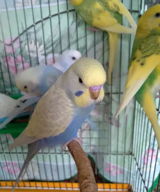 Волнистые попугаи. Птенчики. Розница и Опт Харків - зображення 3