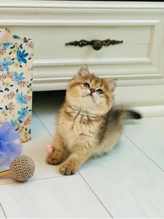 Золота шиншилла Київ