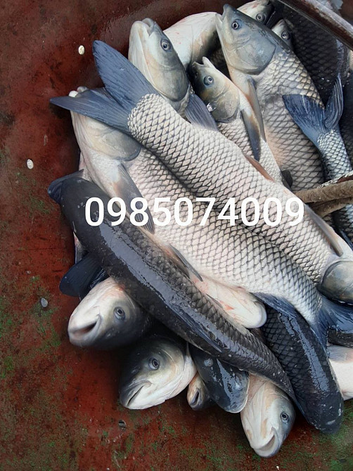 Зарибок карася, коропа, товстолоба, білого амура, судака, щуки Белая Церковь - изображение 3