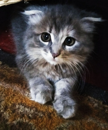 Кошка Днепродзержинск - изображение 2