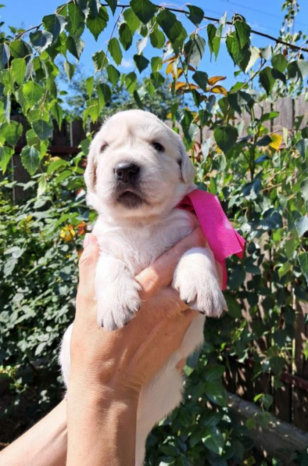 Золотистого ретрівера цуценята Bahur Львів - зображення 1