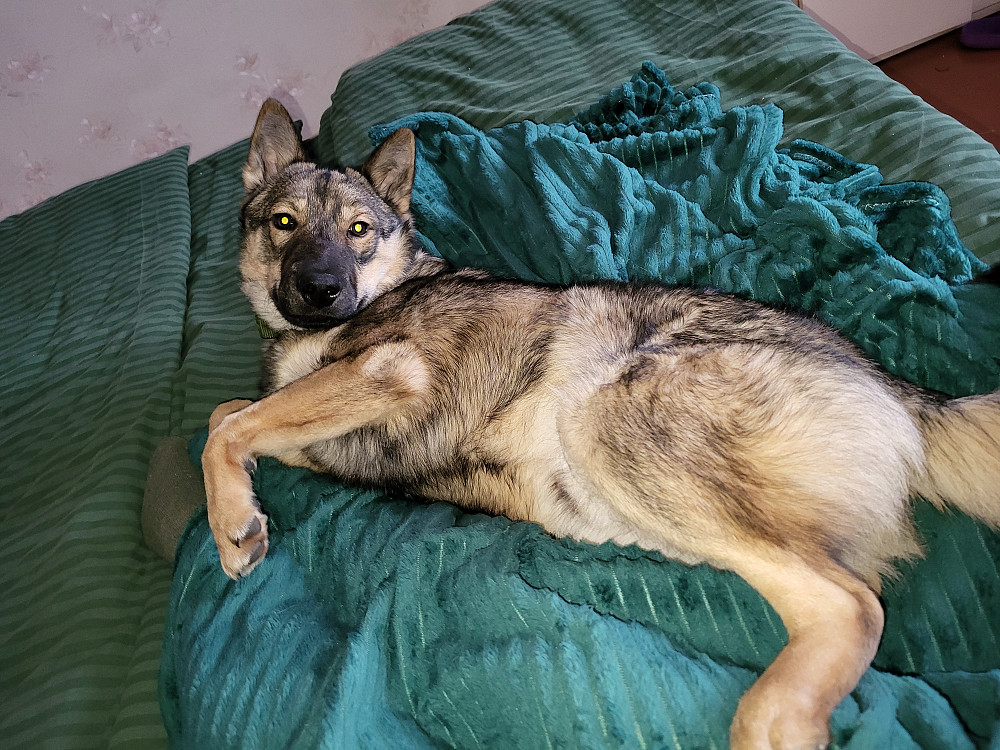 Лайка Харків - зображення 2