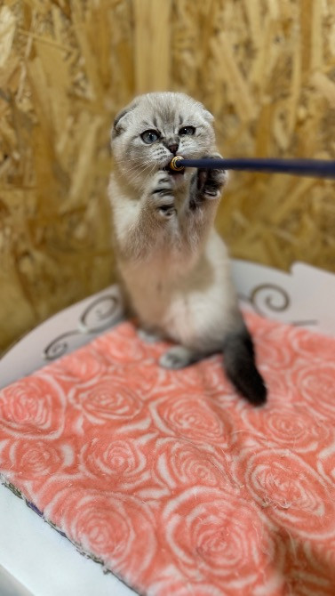 Шотландские котята с питомника Харків - зображення 6