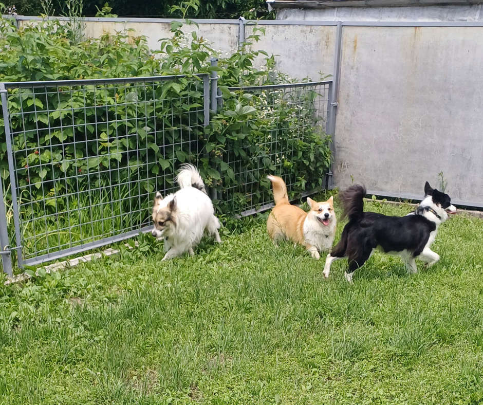 Гостиница Пес для собак - перетримка тварин у Київі, дім для собак Киев - изображение 6