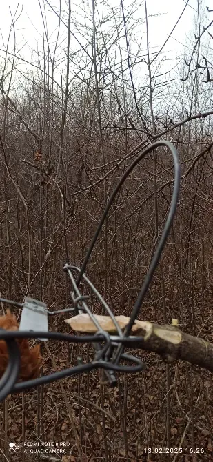 Капкан на куниць Ка 2, з педалью Київ - зображення 3