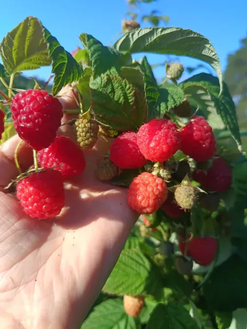Саджанці малини ремонтантної Луцьк - зображення 2