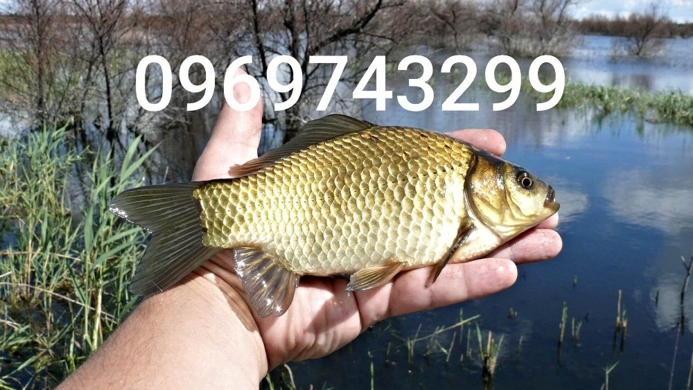 Зарибок коропа, карася, товстолоба, білого амура, судака, окуня, щуки Біла Церква - зображення 4