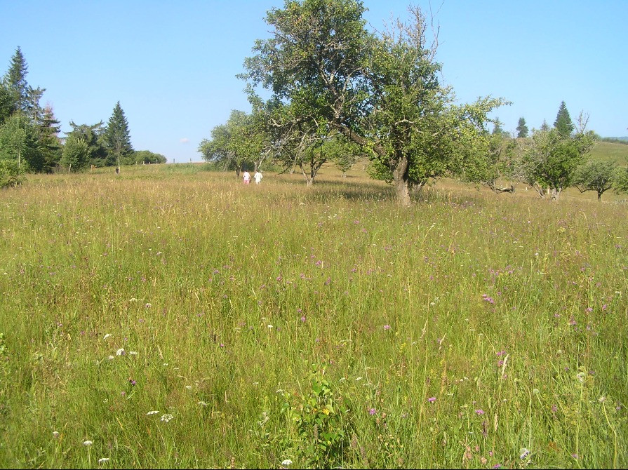 Продаж землі в Карпатах Івано-Франківськ - зображення 1