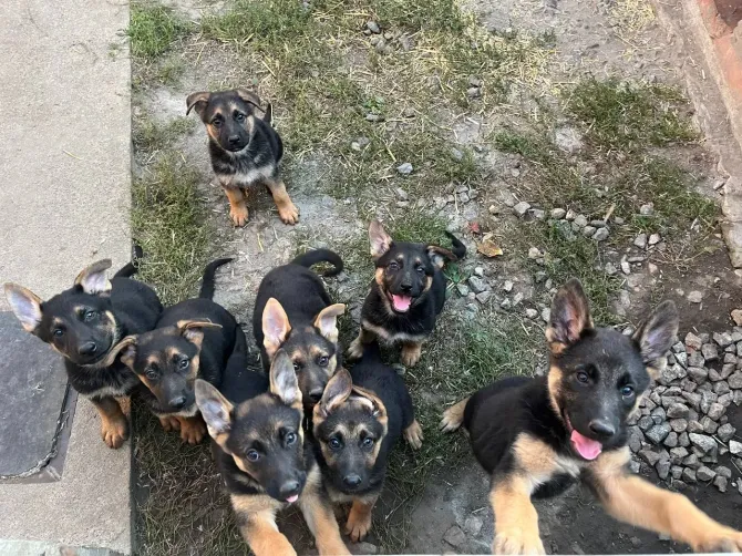 Продам цуценят Німецької вівчарки Полтава - зображення 7